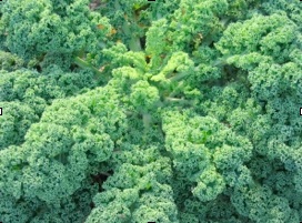 Why KALE is SUPER HEALTHY and how you can cook it in 5 minutes!