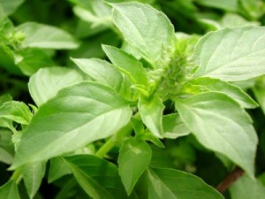 Holy Basil - Find out how this herb can help alleviate stress
