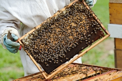 Bees make more than honey! Get the health benefits of Manuka honey, bee pollen, propolis, and royal jelly.